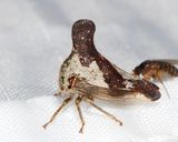 Quince Treehopper - Glossonotus crataegi