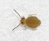 Sminthurinus henshawi