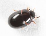 Phaenonotum exstriatum