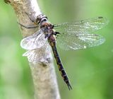 Spiny Baskettail - Epitheca spinigera