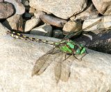 Riffle Snaketail - Ophiogomphus carolus