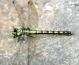 Riffle Snaketail - Ophiogomphus carolus
