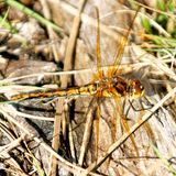 Saffron-winged Meadowhawk - Sympetrum costiferum (female)