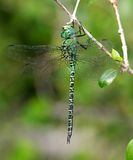 Blue-faced Darner - Coryphaeschna adnexa