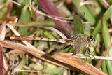 Gray-green Clubtail - Arigomphus pallidus