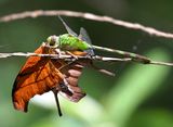 Great Pondhawk - Erythemis vesiculosa (eating a Ruddy Daggerwing - Marpesia petreus)