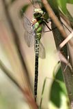 Regal Darner - Coryphaeschna ingens