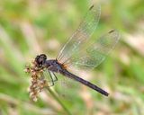 Metallic Pennant - Idiataphe cubensis (female)