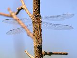 Florida Baskettail - Epitheca stella