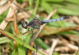 Little Blue Dragonlet - Erythrodiplax minuscula