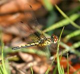 Ornate Pennant - Celithemis ornata