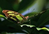 Malachite - Siproeta stelenes