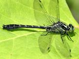 Mustached Clubtail - Hylogomphus adelphus (male)
