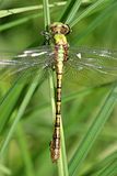 Rusty Snaketail - Ophiogomphus rupinsulensis