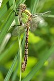 Rusty Snaketail - Ophiogomphus rupinsulensis