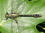 Maine Snaketail - Ophiogomphus mainensis