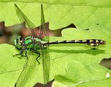 Brook Snaketail - Ophiogomphus aspersus
