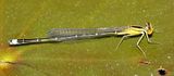 Vesper Bluet - Enallagma vesperum