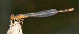 Orange Bluet - Enallagma signatum