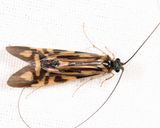Zebra Caddisfly - Macrostemum zebratum