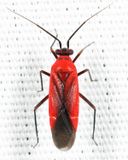 Scarlet Plant Bug - Lopidea sp.
