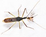 Zelus luridus