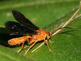 Saranaca elegans