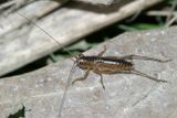 Long-tailed Meadow Katydid - Conocephalus attenuatus (nymph)