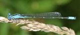 Slender Bluet - Enallagma traviatum