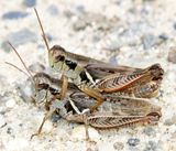 Pasture Grasshoppers - Melanoplus confusus