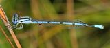 Atlantic Bluet - Enallagma doubledayi (male)