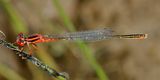 Scarlet Bluet - Enallagma pictum