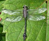 Cobra Clubtail - Gomphurus vastus