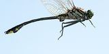 Cobra Clubtail - Gomphurus vastus