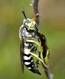Bicyrtes quadrifasciatus (with a Stink Bug)