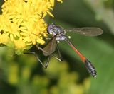 Systropus macer