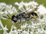 Stratiomys meigenii