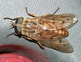 Tabanus limbatinevris