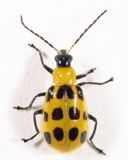 Spotted Cucumber Beetle - Diabrotica undecimpunctata