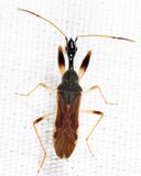 Myodocha serripes