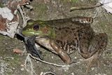 Bullfrog - Lithobates catesbeianus (with a full belly, and bat wings hanging out its mouth)