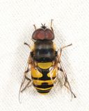 Eristalis transversa