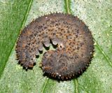 Lagium atroviolaceum
