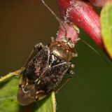 Lygus plagiatus