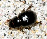 Aegialia arenaria