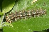 Pale-banded Crescent - Anthanassa tulcis