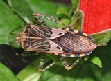 Spot-sided Coreid - Hypselonotus punctiventris