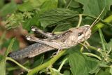 Gray Bird Grasshopper - Schistocerca nitens