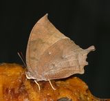Tropical Leafwing - Anaea aidea