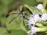 Systropus bicornis